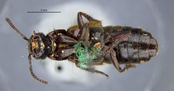 Media type: image;   Entomology 305335 Aspect: habitus ventral view